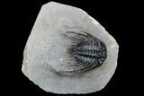 Spiny Leonaspsis Trilobite With - Top Quality #114575-1